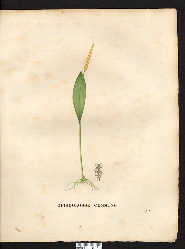 Ophioglossum vulgatum, ophioglossum reticulatum