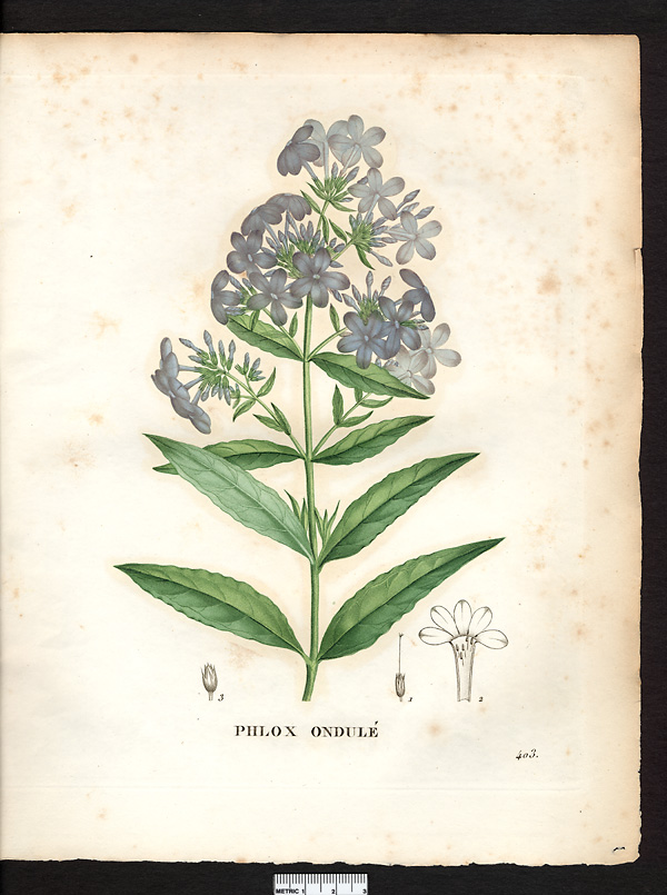 Phlox undulata