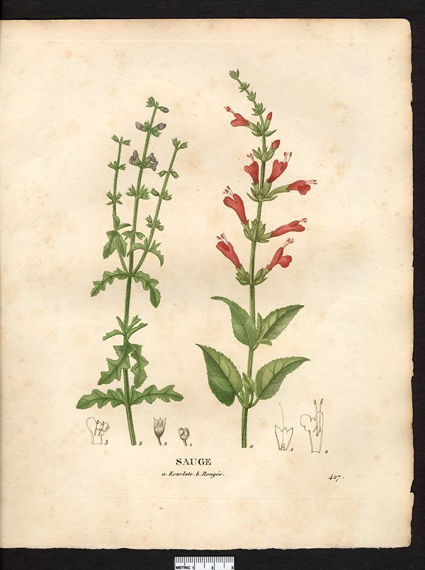Sauge écarlate (Salvia coccinea)