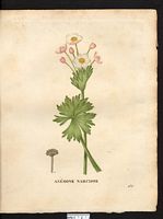 Anemone narcissiflora. anemone protracta. Cliquer pour agrandir l'image.