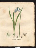 Hyacinthus non-scriptus. Cliquer pour agrandir l'image.