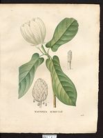 Magnolia ariculata. Cliquer pour agrandir l'image.