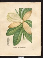 Magnolia thompsoniana. Cliquer pour agrandir l'image.