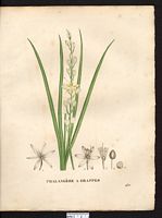 Phalangium liliago. anthericum liliago. Cliquer pour agrandir l'image.