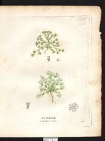 Gnavelle annuelle. scléranthe annuelle  (Scleranthus annuus). Cliquer pour agrandir l'image.