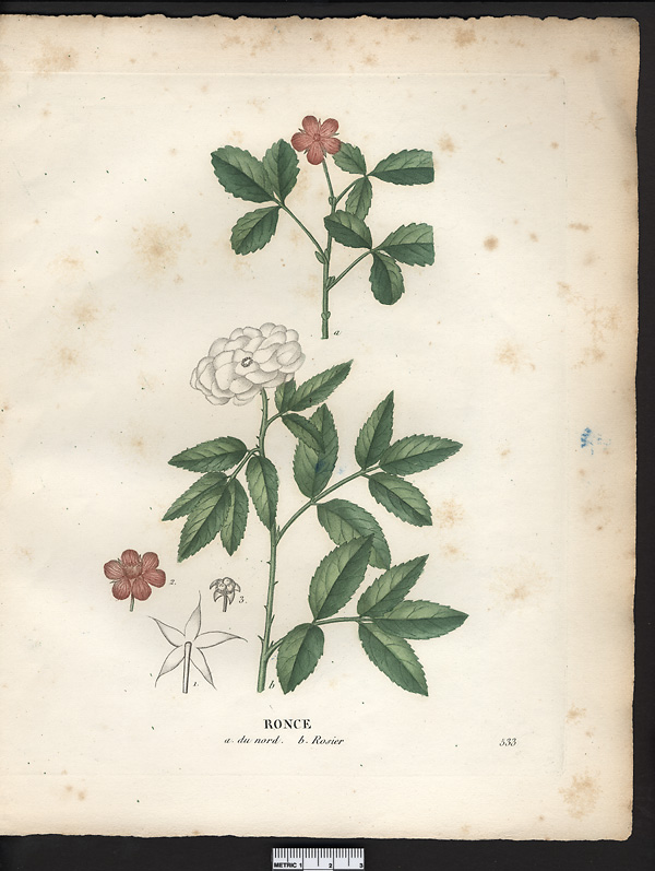 Ronce rosier (Rubus rosaefolius), framboisier d'Asie (Rubus rosifolius)