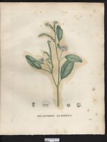 Heliotropium europaeum. Cliquer pour agrandir l'image.