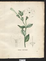 Nicotiana nyctaginiflora (Petunia), Nicotiana axillaris. Cliquer pour agrandir l'image.