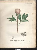 Paeonia albiflora. Paeonia lactiflora. Cliquer pour agrandir l'image.