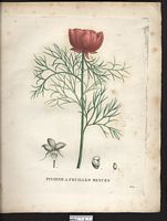 Paeonia tenuifolia. Cliquer pour agrandir l'image.