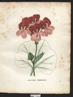Pelargonium mirabile. Geranium. Cliquer pour agrandir l'image.