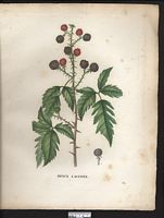 Rubus laciniatus. Cliquer pour agrandir l'image.