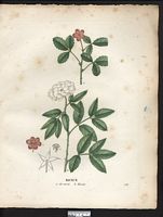Ronce rosier (Rubus rosæfolius), framboisier d'Asie (Rubus rosifolius). Cliquer pour agrandir l'image.