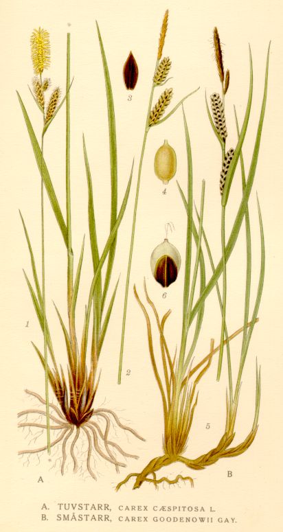 Carex caespitosa