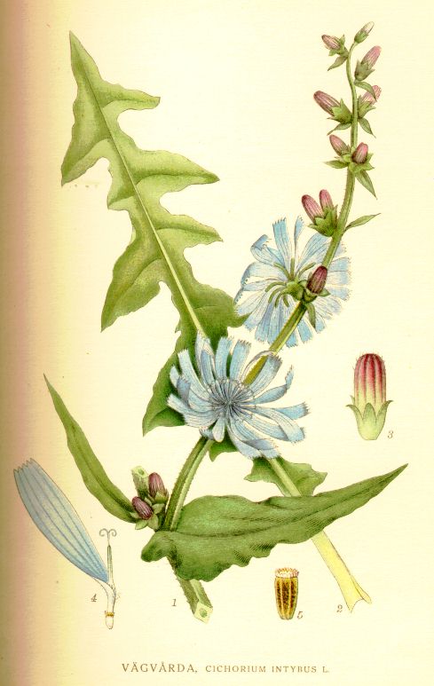 Cichorium intybus