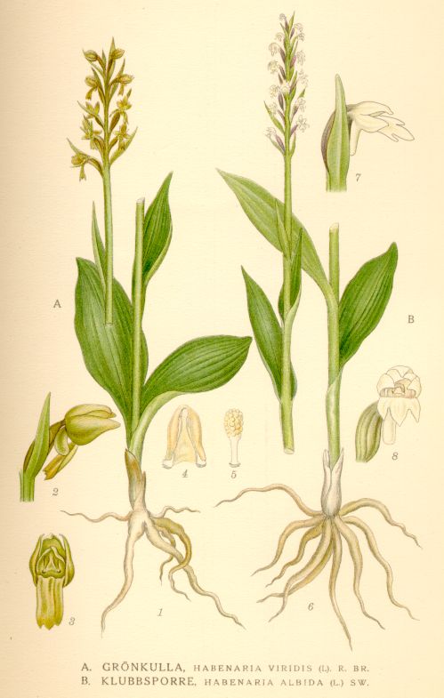 Habenaria viridis