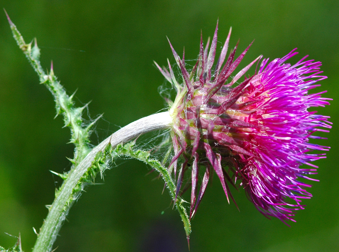 Le chardon penché (Carduus nutans)