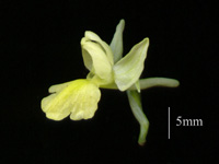Orchis pâle. Fleur.