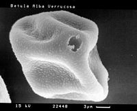 Bouleau verruqueux. Pollen au microscope. Cliquer pour agrandir l'image.