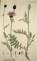 Centaurée scabieuse. Planche d'identification Flora danica. Cliquer pour agrandir l'image.