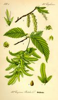 Le charme commun (Carpinus betulus). Planche d'identification. Cliquer pour agrandir l'image.