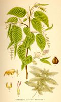 Le charme commun (Carpinus betulus). Dessin d'identification. Cliquer pour agrandir l'image.