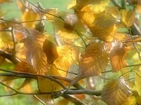 Le charme commun (Carpinus betulus). Feuilles en automne. Cliquer pour agrandir l'image.