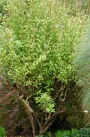 Clerodendron. Clerodendron ugandense, plante, madère. Cliquer pour agrandir l'image.