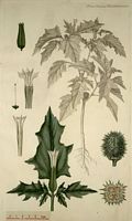 Datura commun. Planche d'identification Flora danica. Cliquer pour agrandir l'image.
