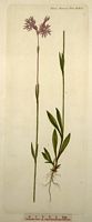 Lychnis fleur-de-coucou. Planche d'identification Flora danica. Cliquer pour agrandir l'image.