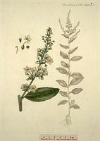 Molène lychnite. Planche d'identification Flora danica. Cliquer pour agrandir l'image.