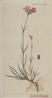 Oeillet des Chartreux. Planche d'identification Flora danica. Cliquer pour agrandir l'image.