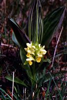 Orchis pâle. Orchis pâle sur le plateau de Ternant (mai 2003). Cliquer pour agrandir l'image.