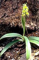 Orchis pâle. Plante. Cliquer pour agrandir l'image.