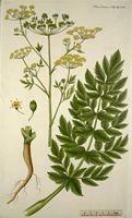 Panais cultivé. Planche d'identification Flora danica. Cliquer pour agrandir l'image.