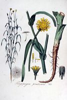 Salsifis des pres. Planche d'identification Flora batava. Cliquer pour agrandir l'image.