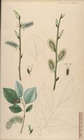 Saule marsault. Planche d'identification Flora danica. Cliquer pour agrandir l'image.