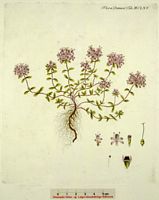 Thym serpolet. Planche d'identification Flora danica. Cliquer pour agrandir l'image.
