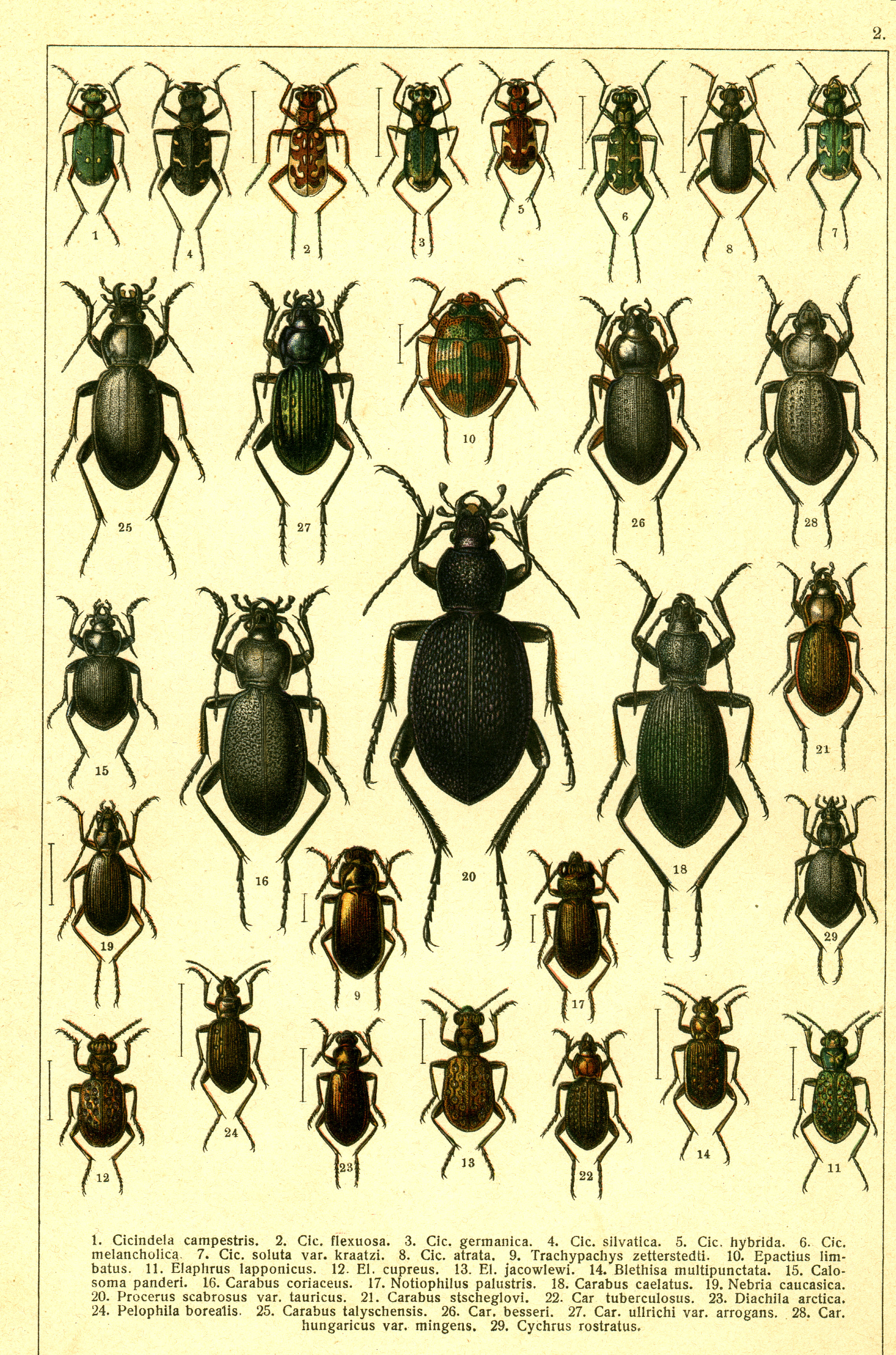 Les coléoptères - Planche de Gueorgui Jacobson n° 2
