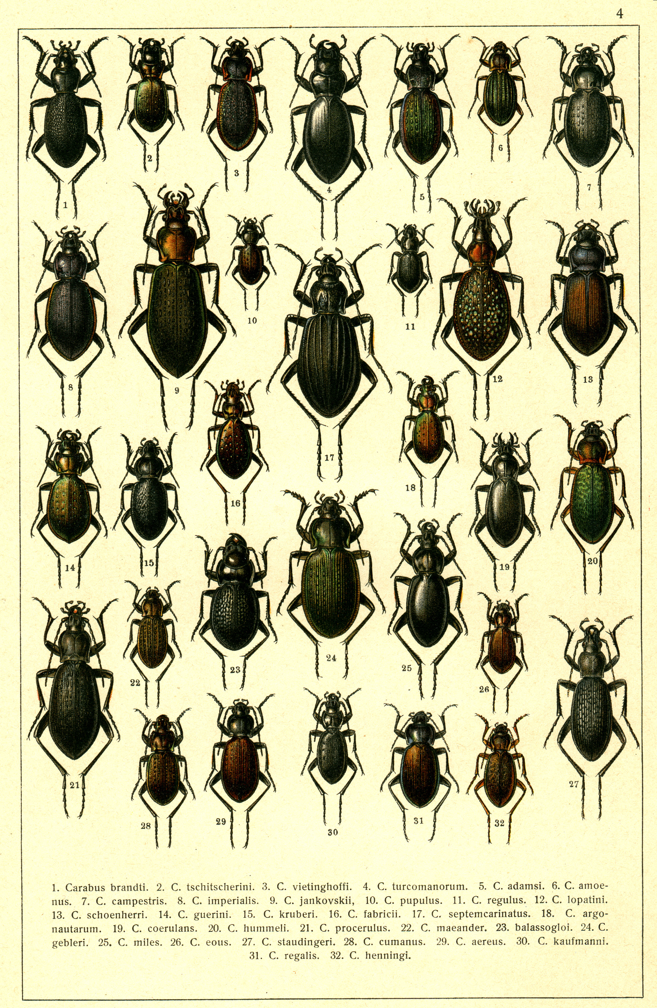 Les coléoptères - Planche de Gueorgui Jacobson n° 4