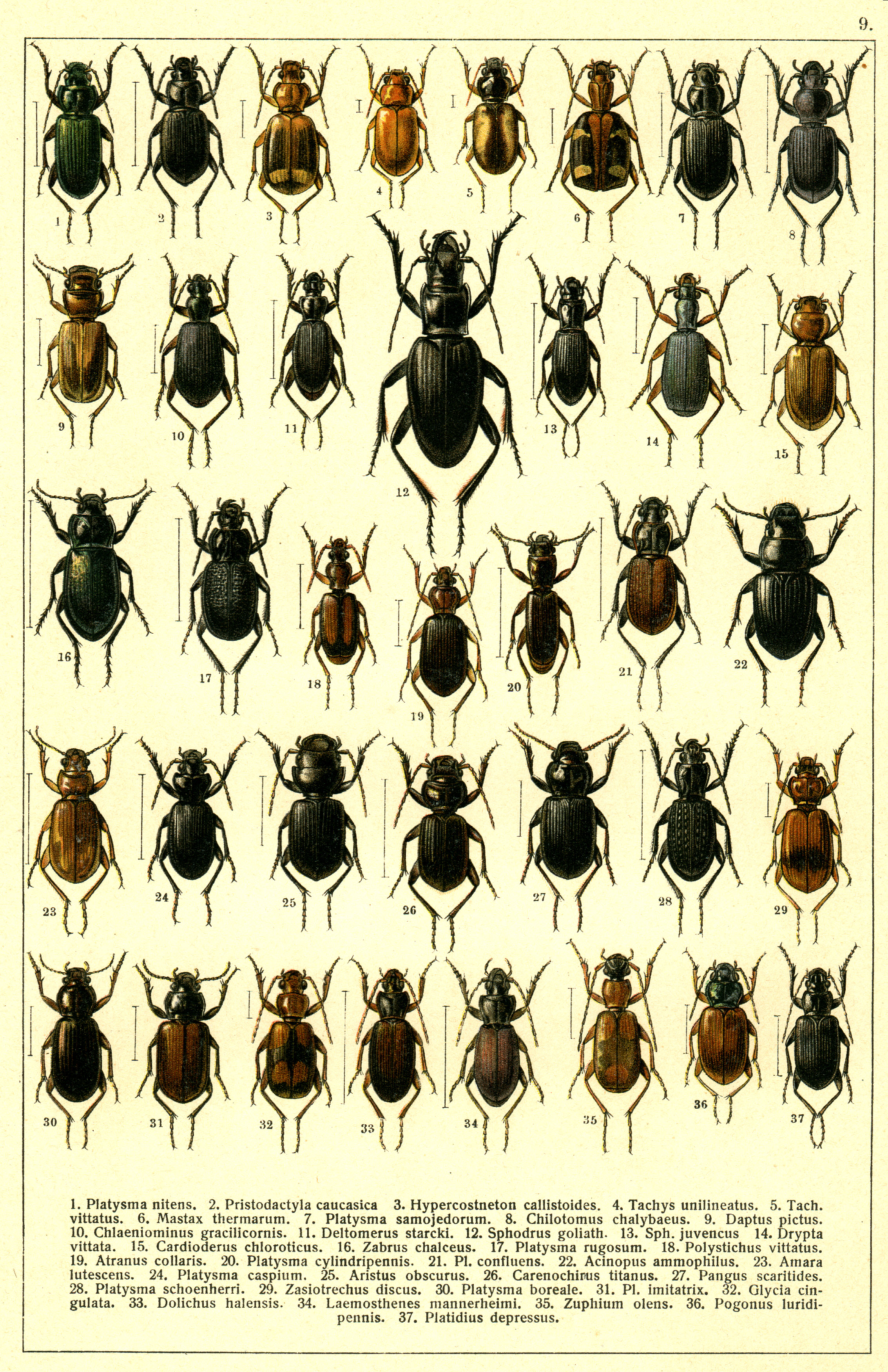 Les coléoptères - Planche de Gueorgui Jacobson n° 9
