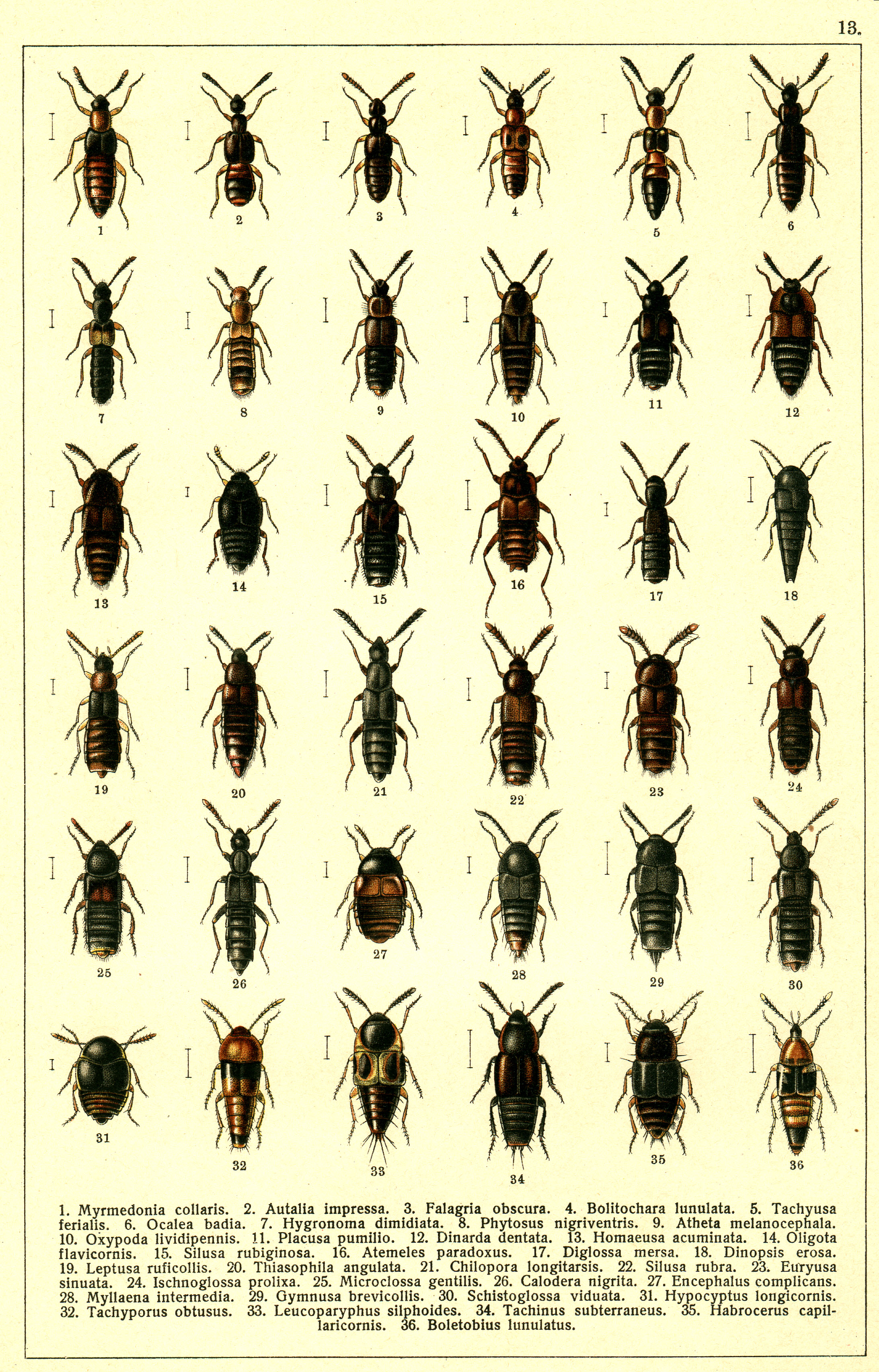 Les coléoptères - Planche de Gueorgui Jacobson n° 13