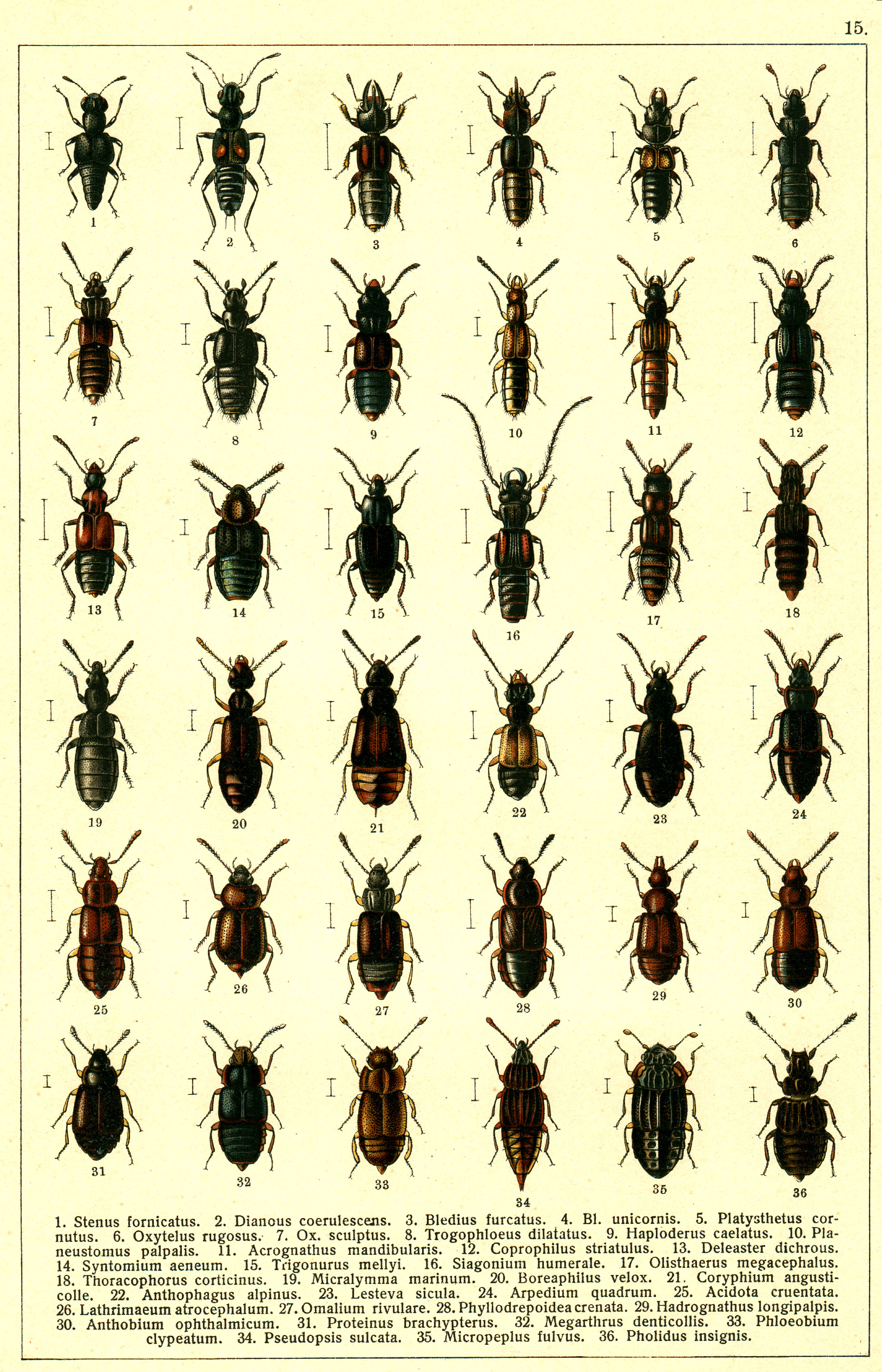 Les coléoptères - Planche de Gueorgui Jacobson n° 15