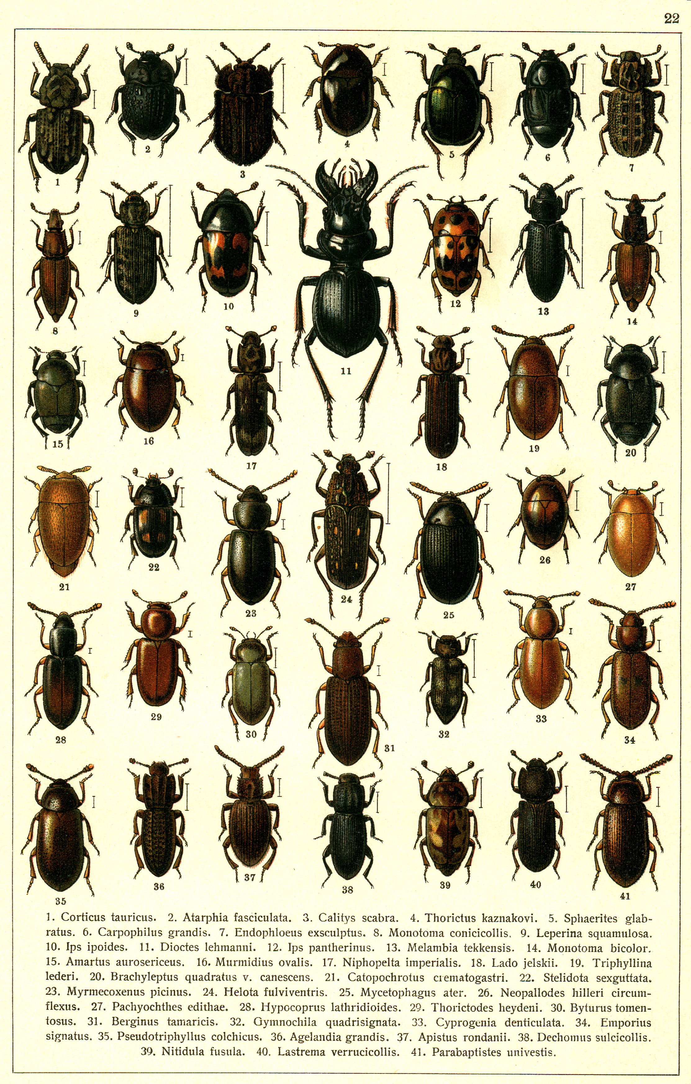Les coléoptères - Planche de Gueorgui Jacobson n° 22