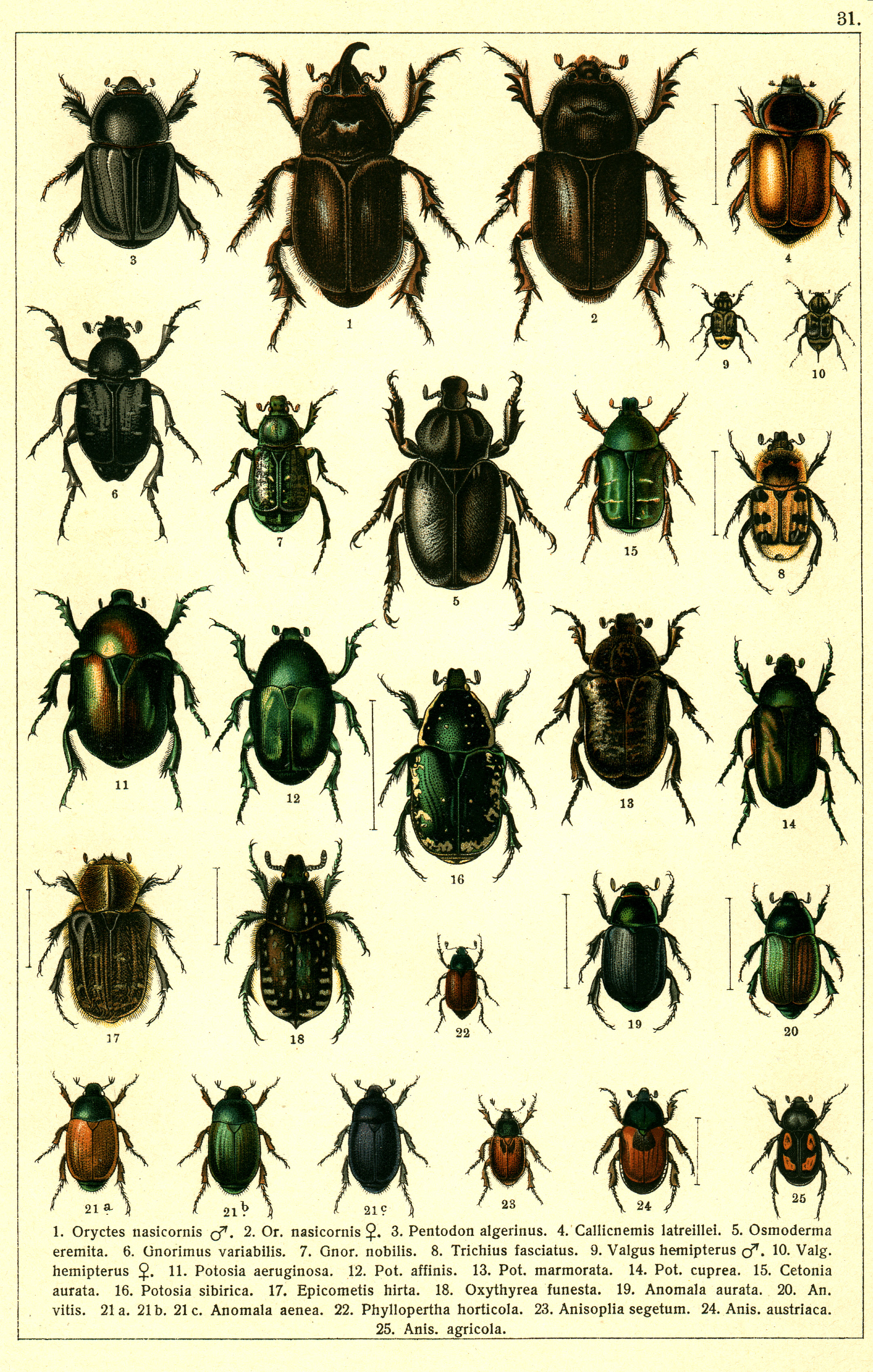 Les coléoptères - Planche de Gueorgui Jacobson n° 31