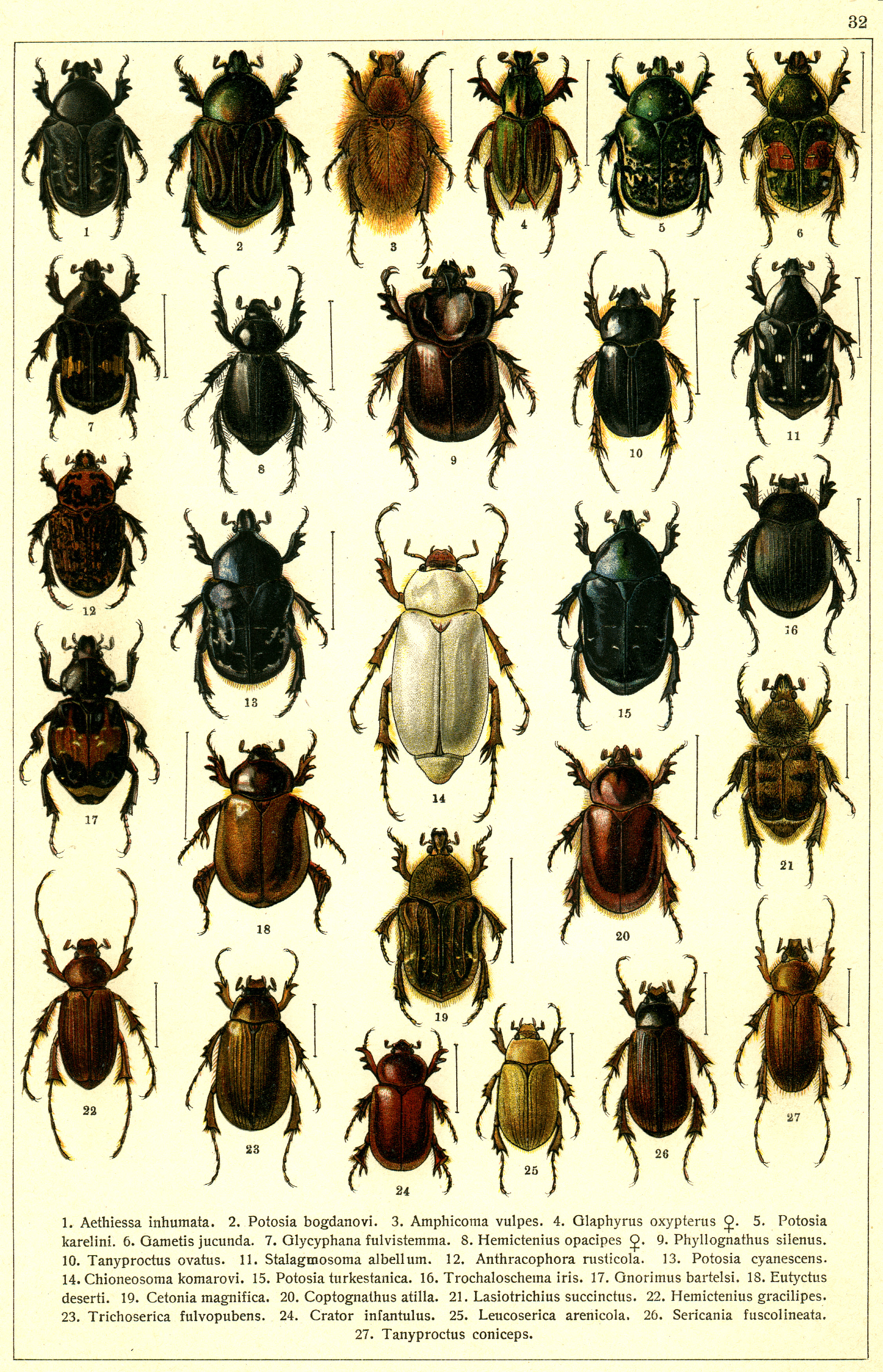 Les coléoptères - Planche de Gueorgui Jacobson n° 32