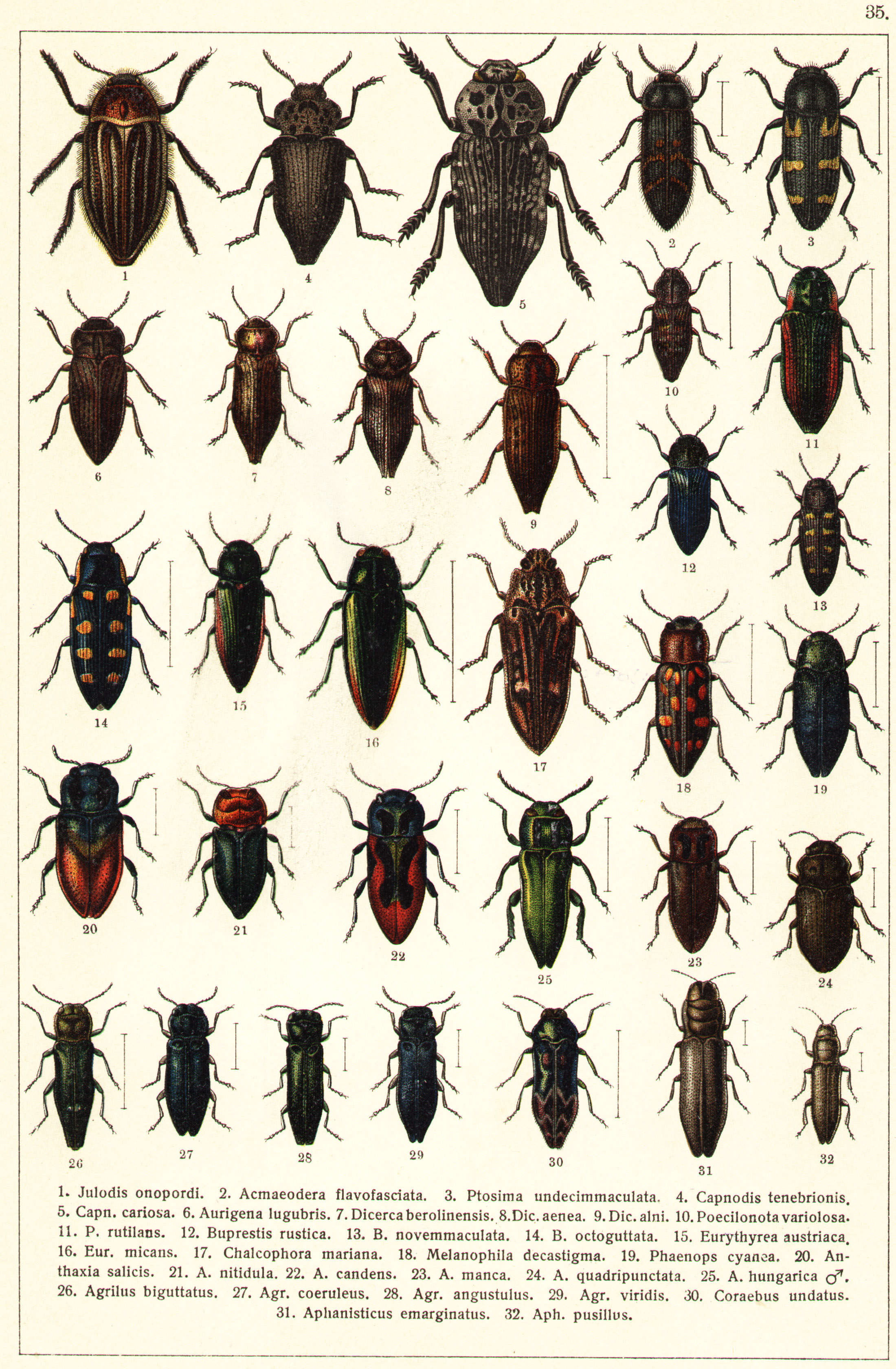 Les coléoptères - Planche de Gueorgui Jacobson n° 35