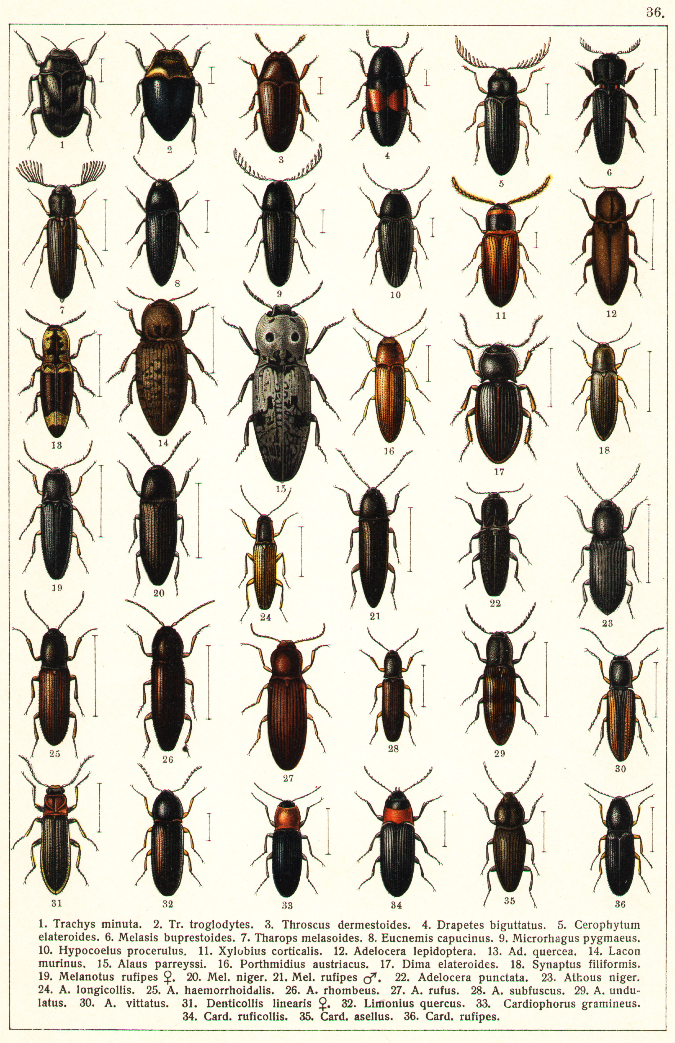 Les coléoptères - Planche de Gueorgui Jacobson n° 36