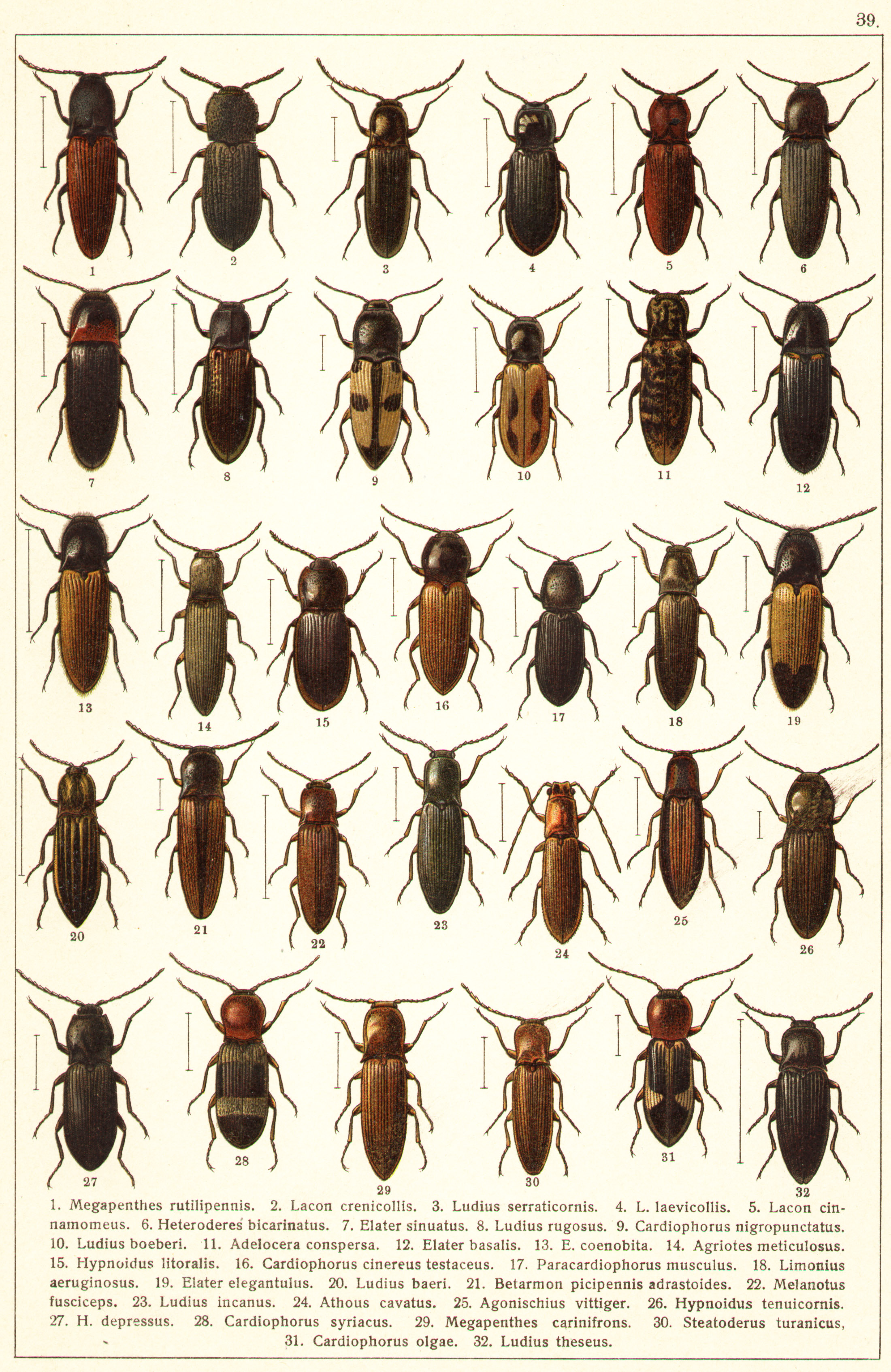 Les coléoptères - Planche de Gueorgui Jacobson n° 39
