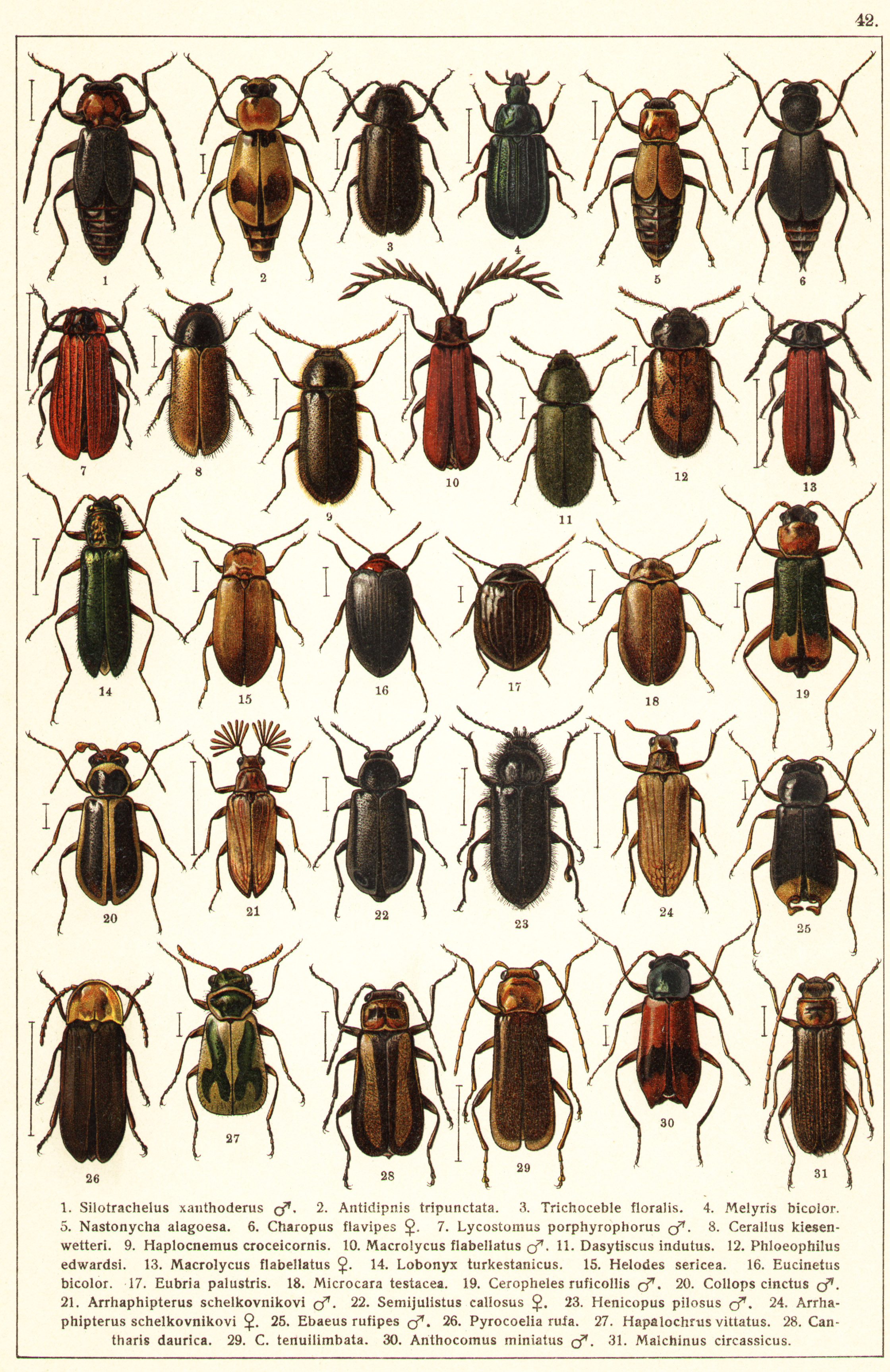 Les coléoptères - Planche de Gueorgui Jacobson n° 42